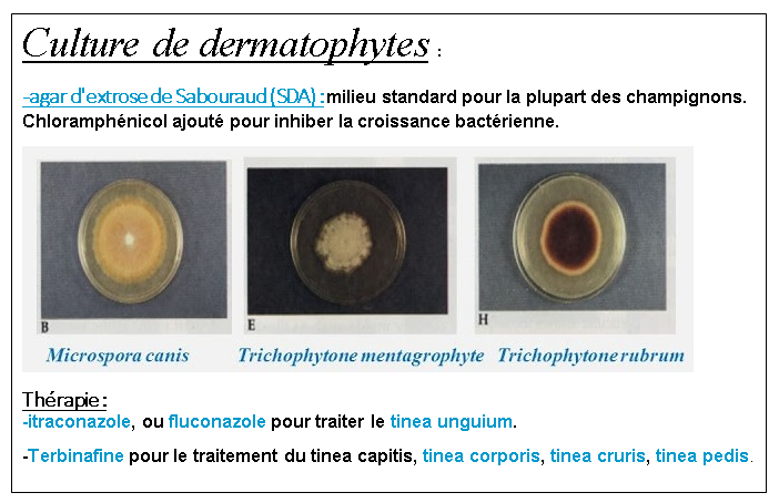 Articles scientifiques : Sabouraud Dextrose Agar (SDA) Composition, principe, utilisations, préparation, culture et morphologie des colonies